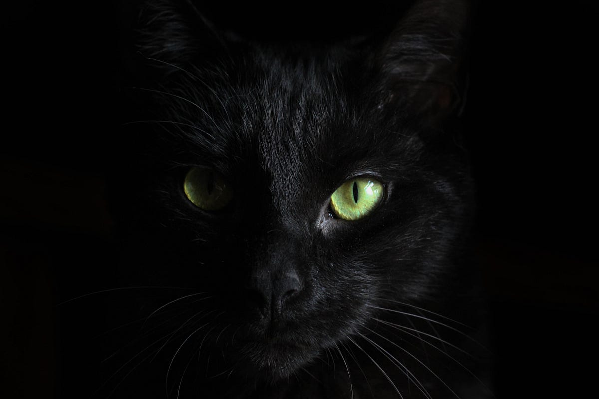 Why Are Black Cats Considered Bad Luck? by Peter Preskar Short History