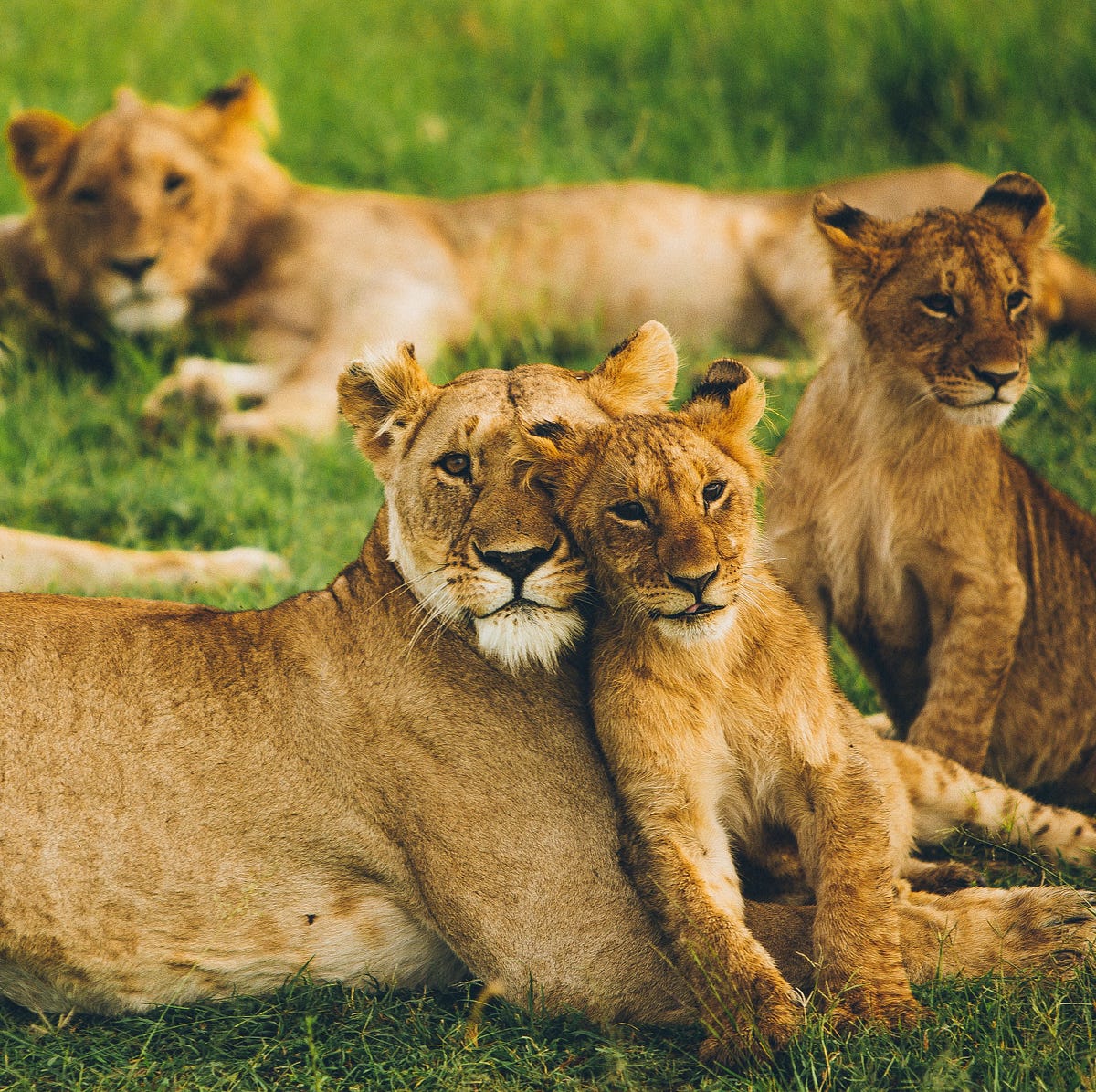 Group of Lions Roar of Pride of the King of Jungle by Anum Najeeb
