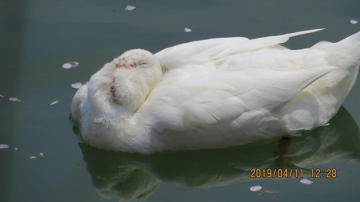How does ducks sleeping on the water? PHOTO CRACKER Medium