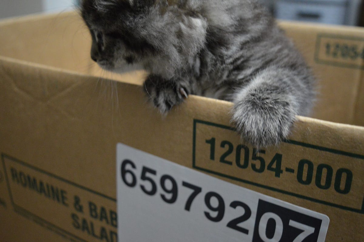 Is Current Animal Testing Ethical? by Lawrence Hawk Medium