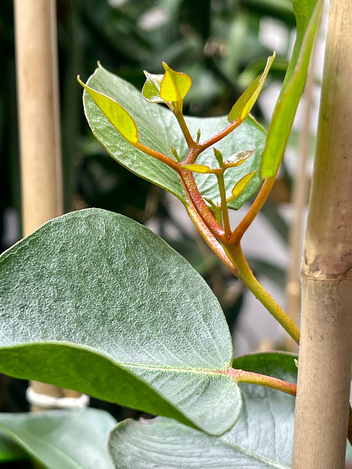 Tending Gum Trees. I’m growing flowering gums from seed in… by Dr