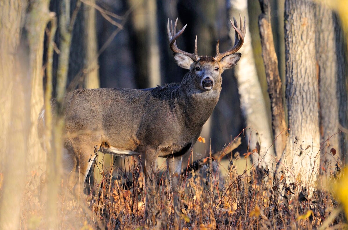 Does Buck mean male? Harry Shepherd Medium