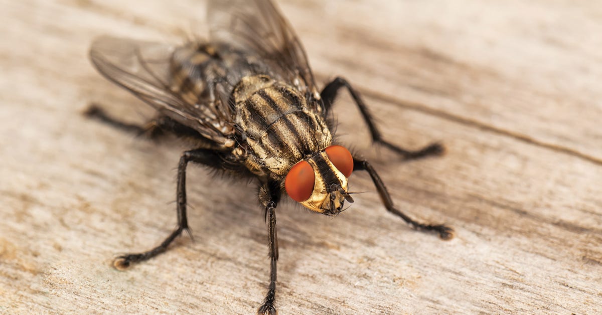 Why Are Flies Attracted To Your Home? by Eunice Martin Medium