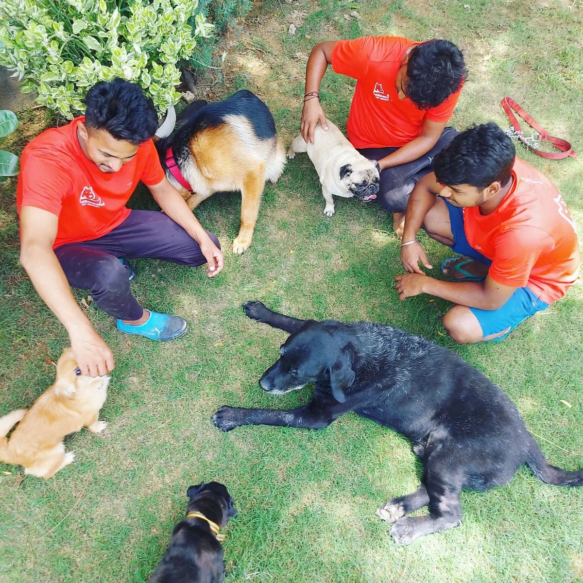 Benefits of Using a Dog Boarding Service in Gurgaon by