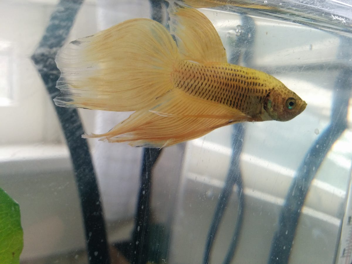 Do Betta Fish Fins Grow Back?. Betta fish are known for their… by