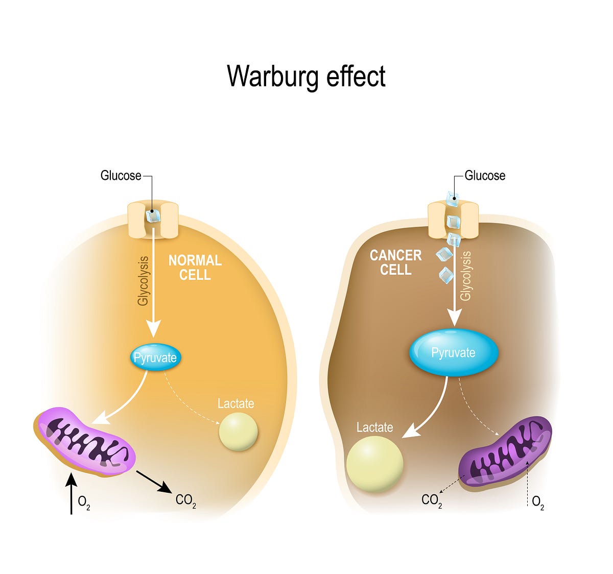 The Warburg Effect. The Warburg effect refers to the… by Canopus The