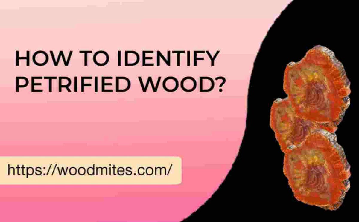 How to Identify Petrified wood ? What is the Petrified wood? Normally
