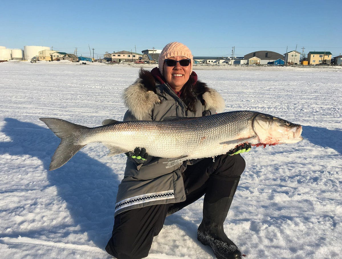 Winter Sheefish. Ice fishing for Alaska’s largest… by U.S.Fish&Wildlife Alaska Medium
