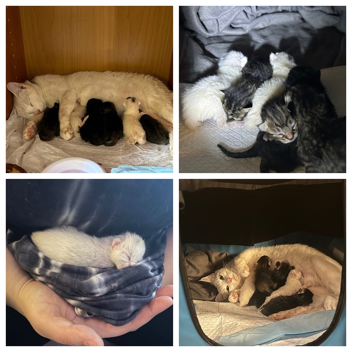 My Cat had her Kittens!. All 6 of them.. by Lauren Alida Apr, 2023 Medium