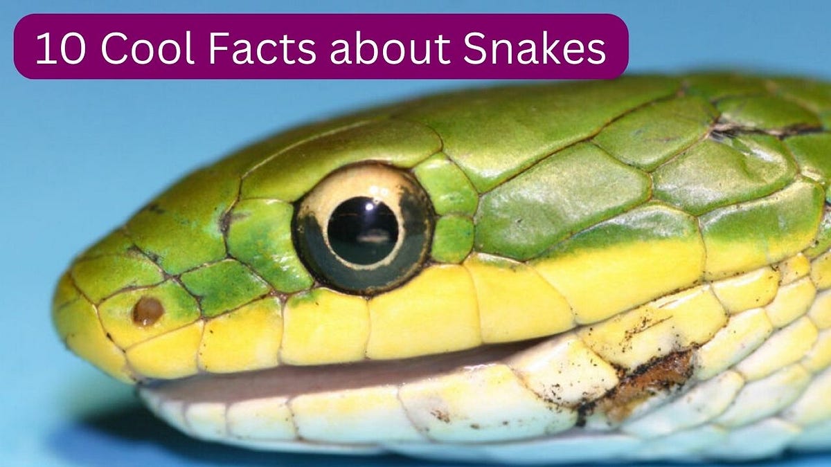 Cool Facts about Snakes — Coolest Fact by Coolest Fact Medium