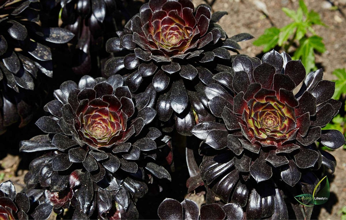The Black Rose Succulent All You Need to Know by Leading Lifestyle