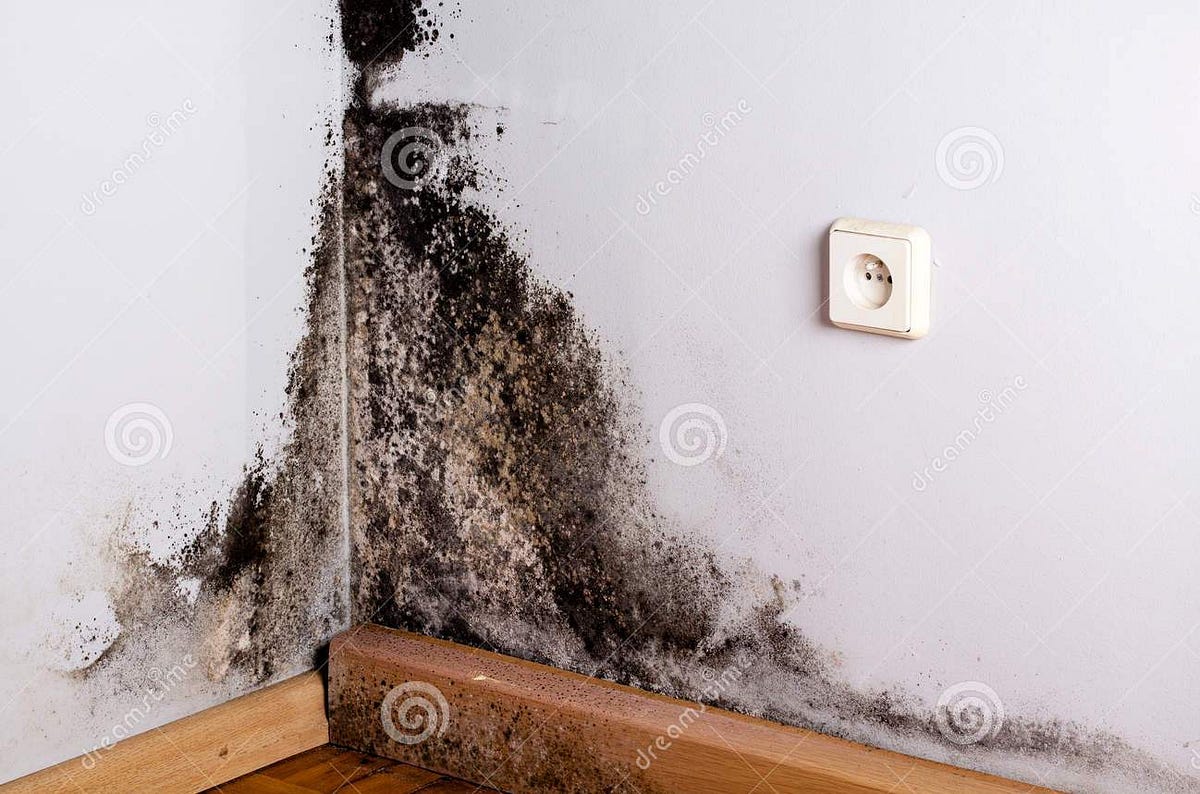 How To Get Rid Of Dampness In A Basement at Doris Childress blog