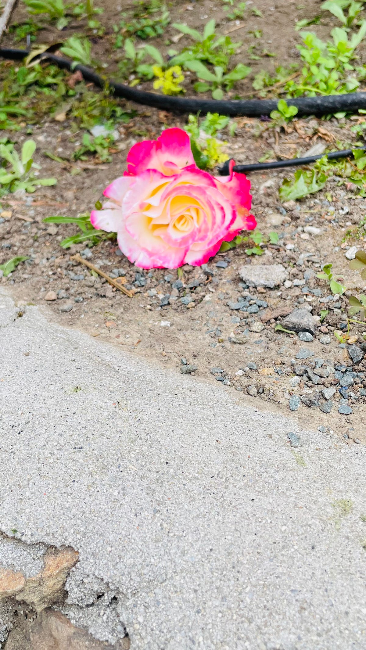 The Work of a Rose. Fallen Rose image taken by author by Robin