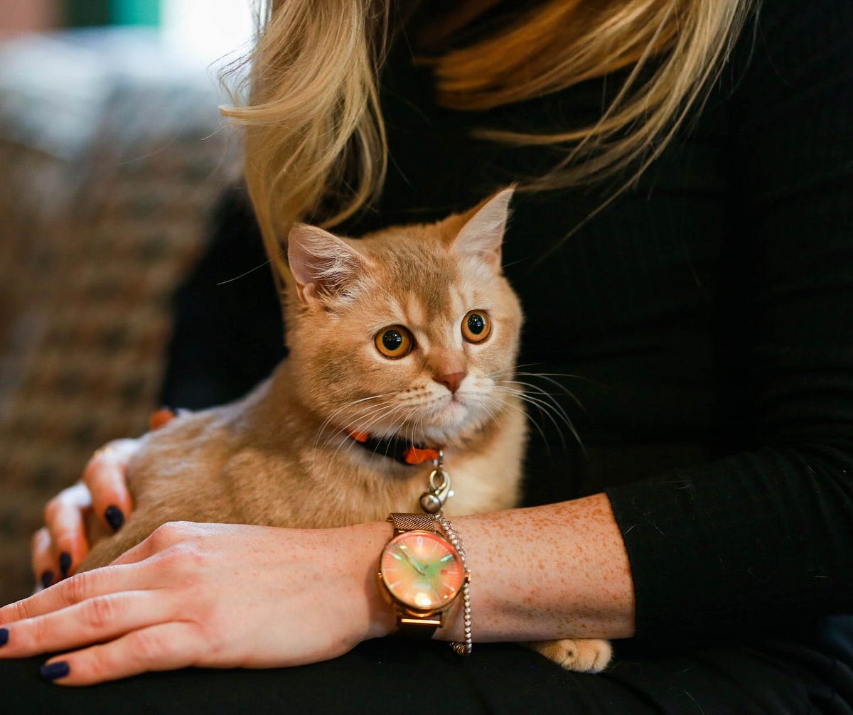 Why Cats Are Better Than Babies. and Children by Shelley Wenger Pet