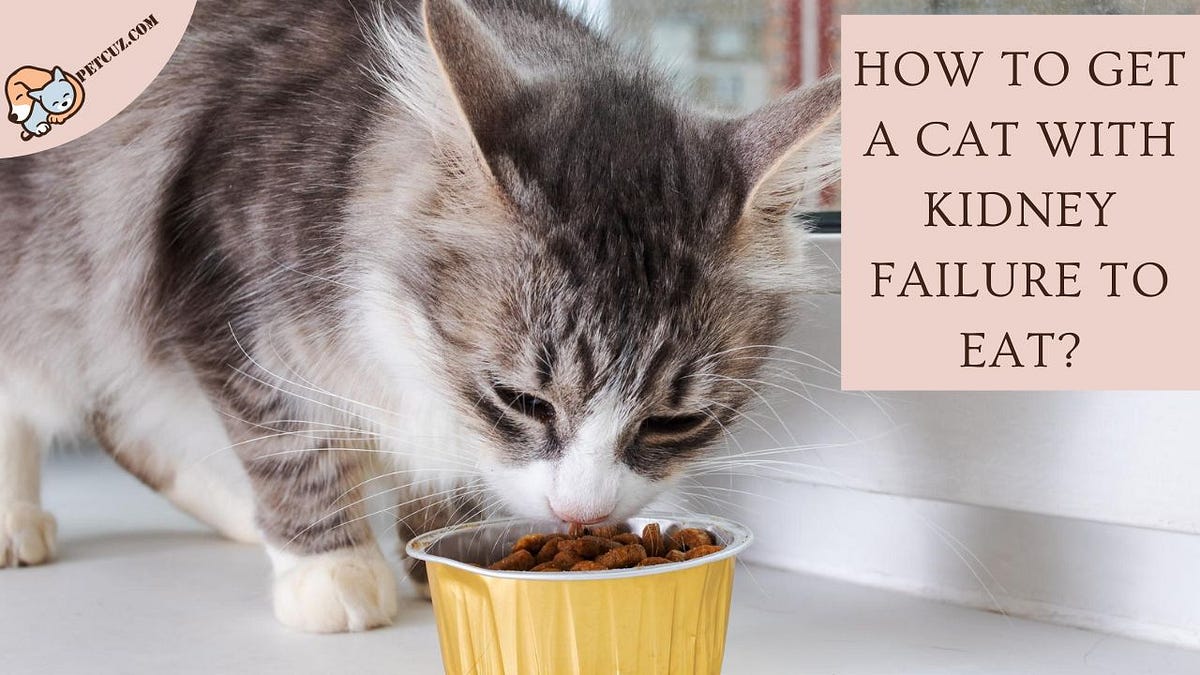 How to Get a Cat with Kidney Failure to Eat Tips and Tricks by