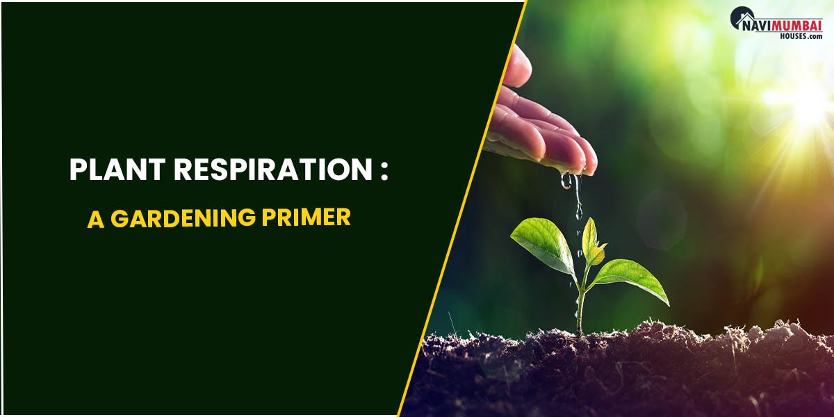 Plant Respiration A Gardening Primer by nayana navimumbaihouses Medium