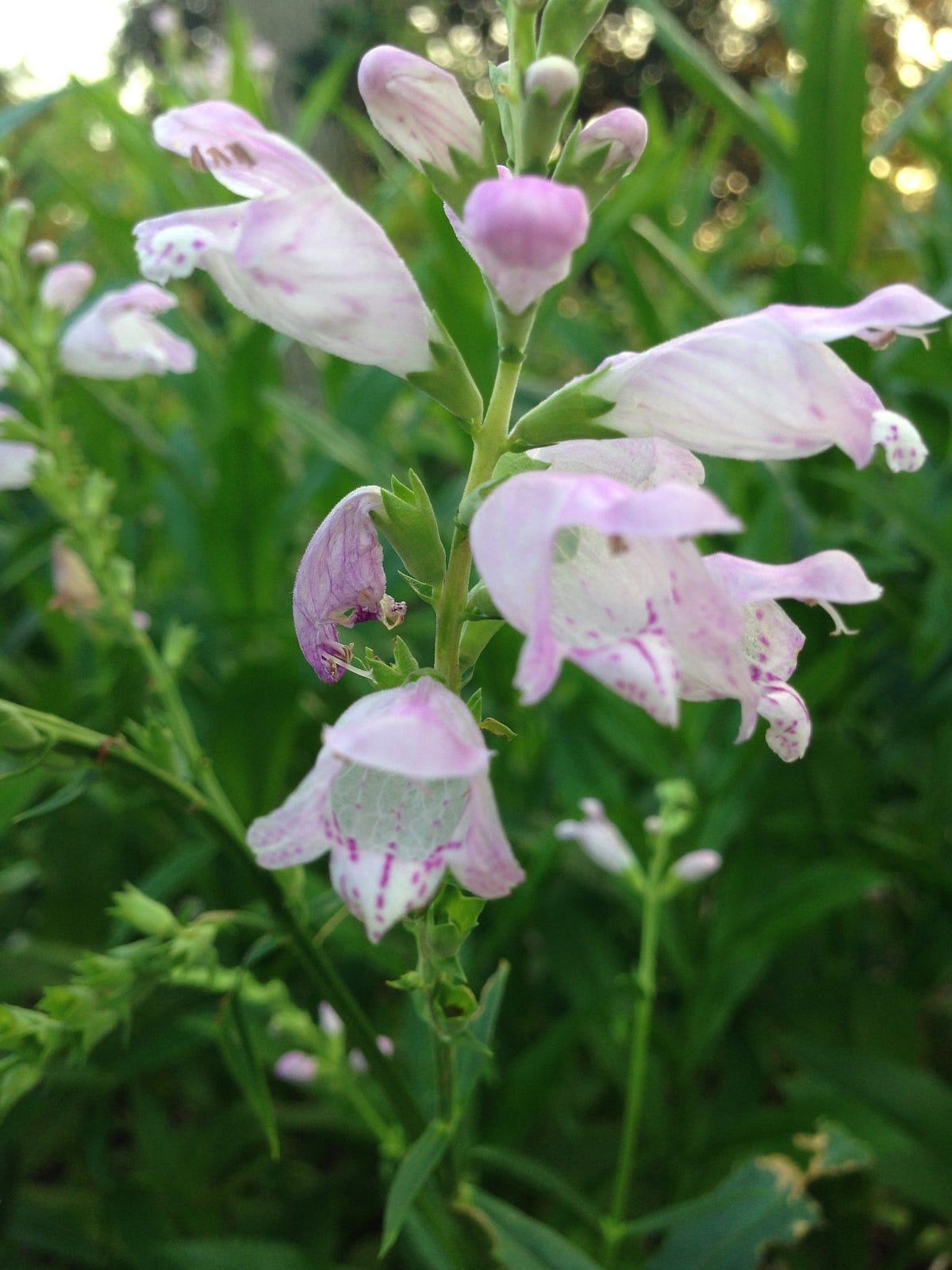 Behind the Lens. What is my class’s “sentence?” by Christal B Medium