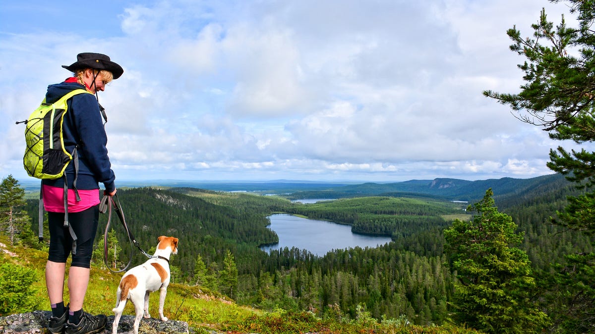 15 Best Dogs for Running and Hiking in 2024 by Sanvi Evan Medium