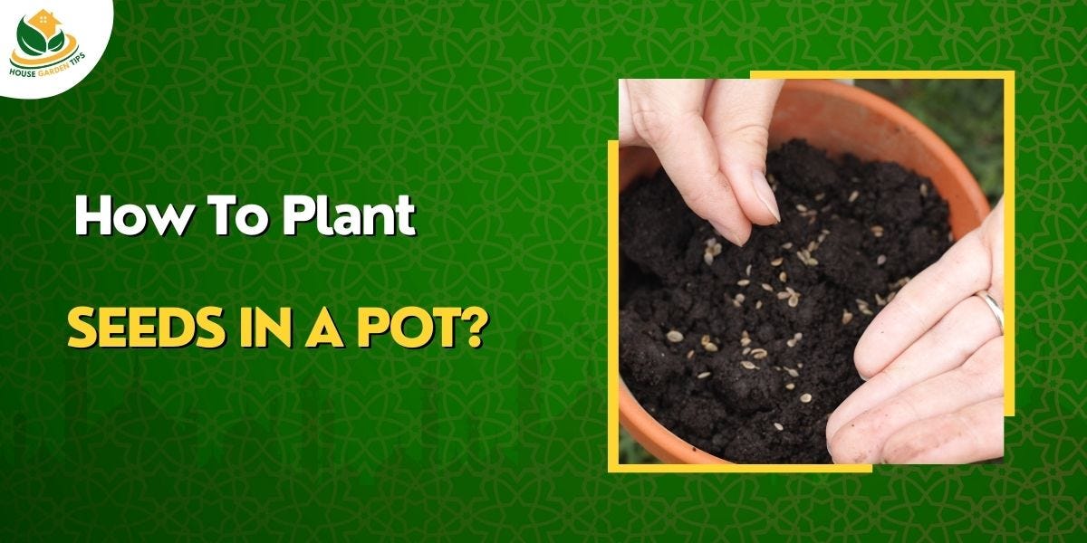 How to Plant Seeds in a Pot? House Garden Tips Medium