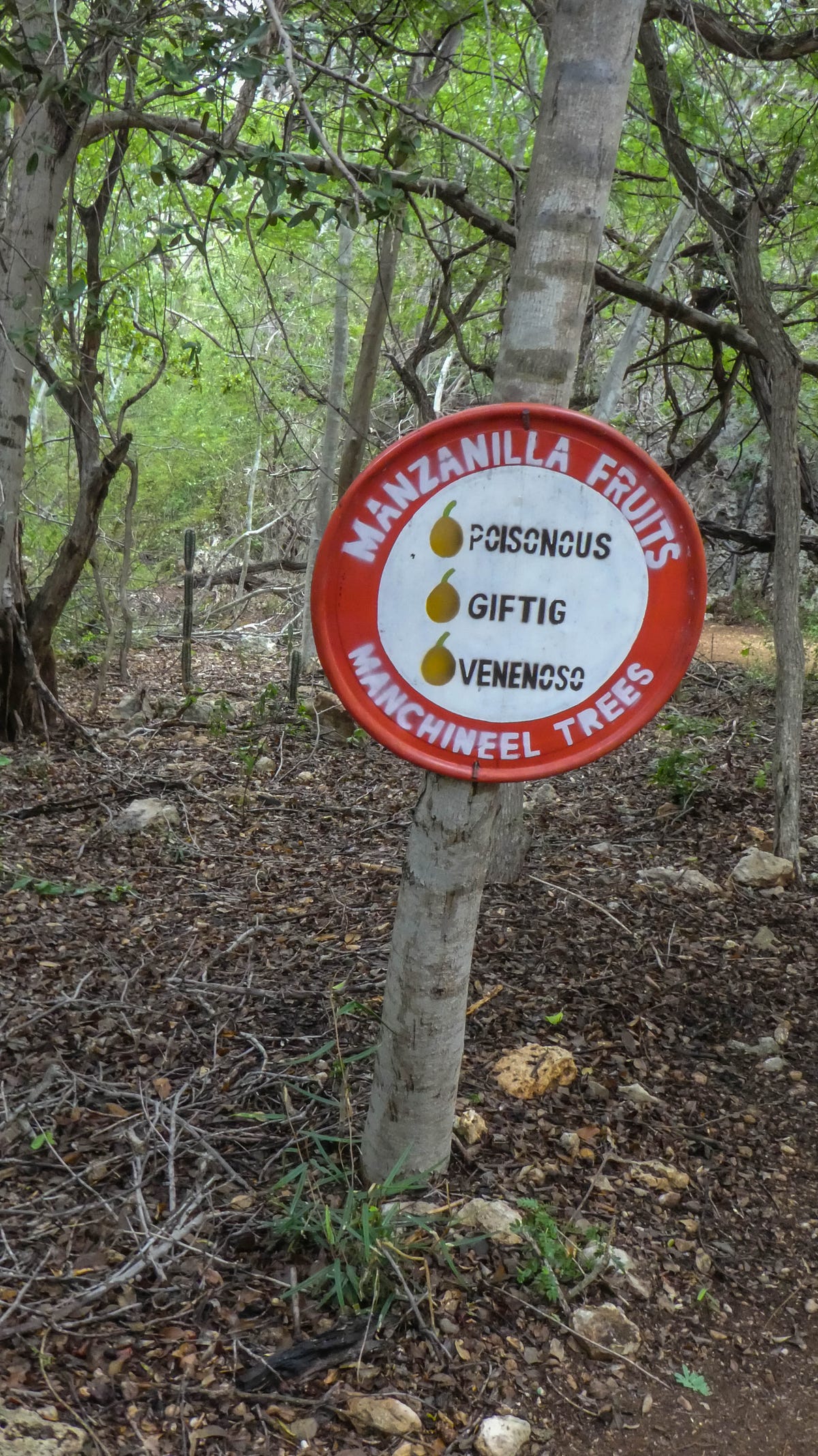 The World’s Most Poisonous Tree The Manchineel Tree by A Renaissance Writer Age of