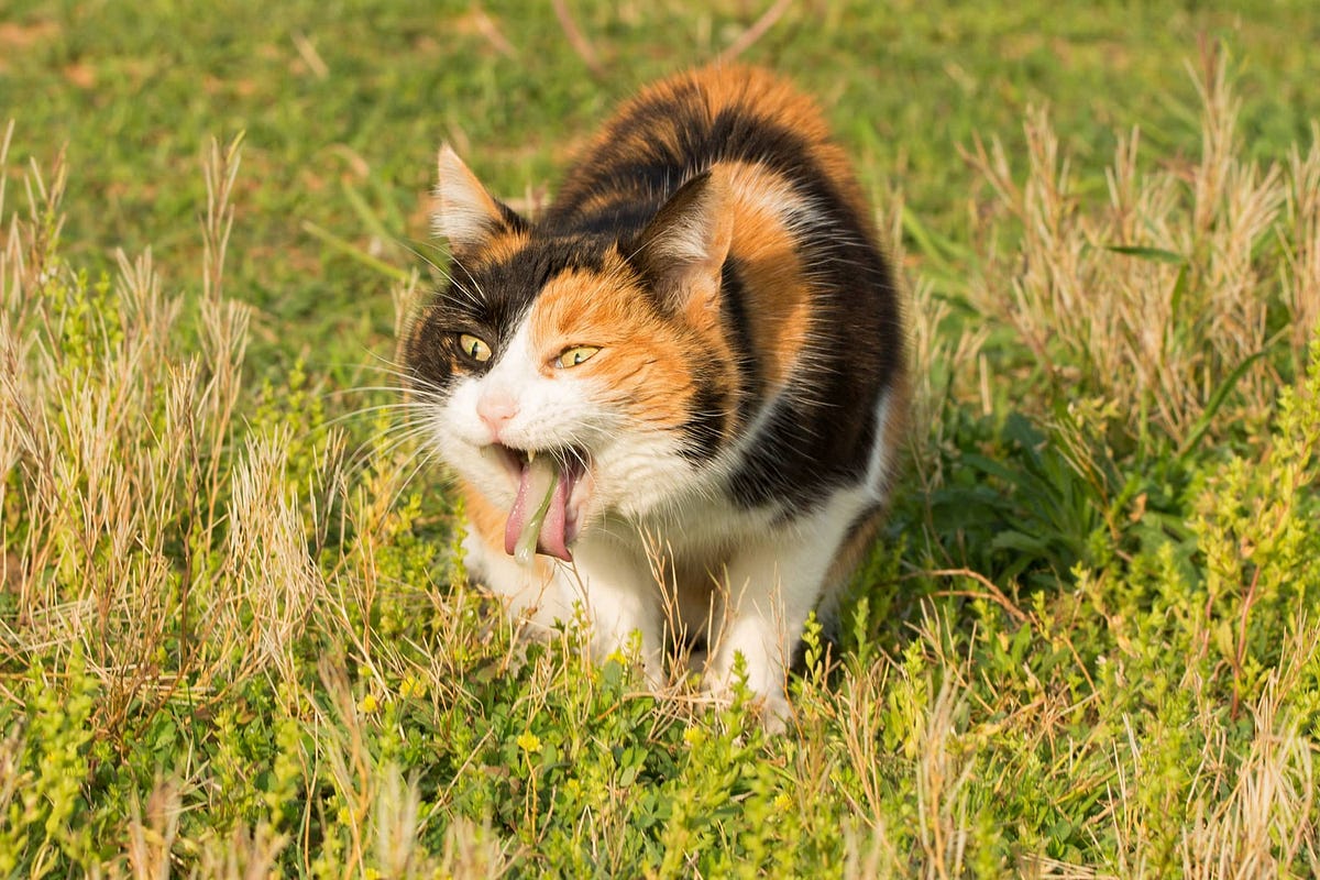 Why Is My Cat Throwing Up And What To Do ICanMeow Medium