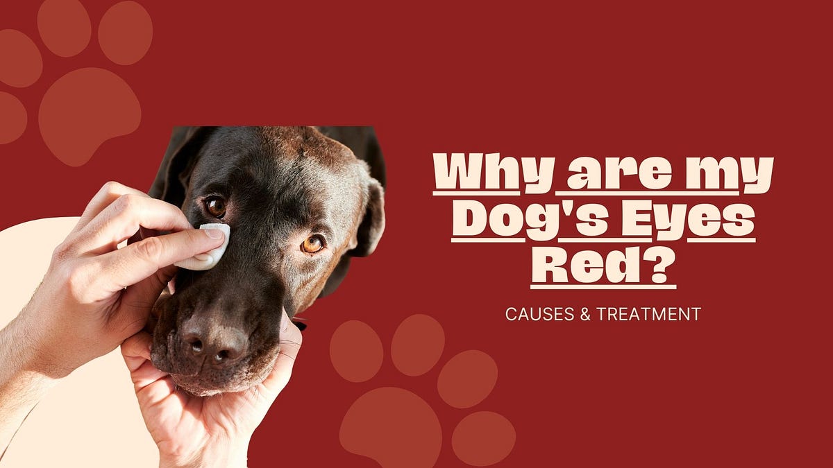 Why Are My Dog’s Eyes Red? Causes & Treatment by Dogzxvibe Jul