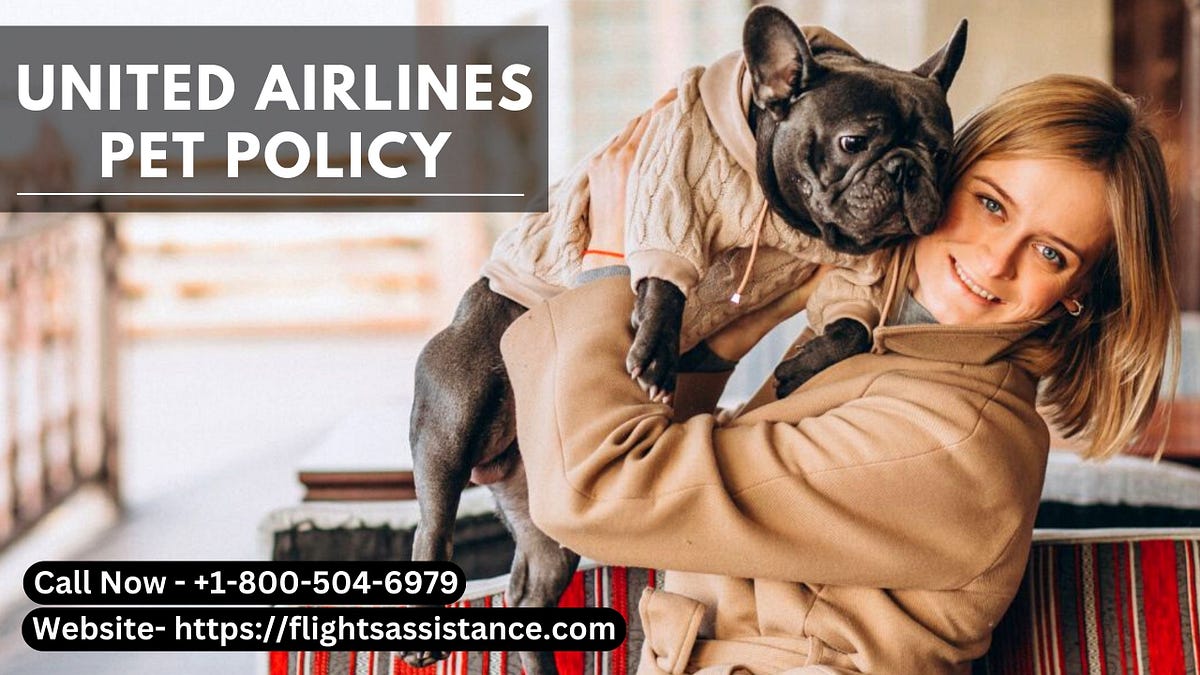 How to fly with your cat/dog on United Airlines Amara smith Medium