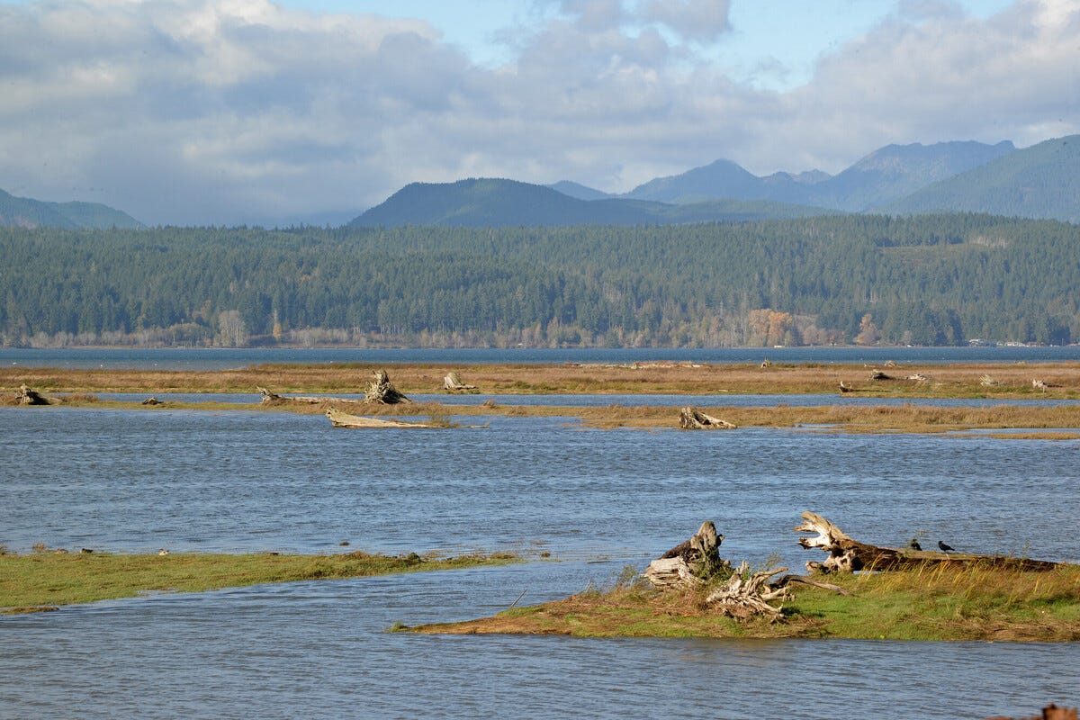 Puget Sound habitat restoration efforts to receive 14 million boost