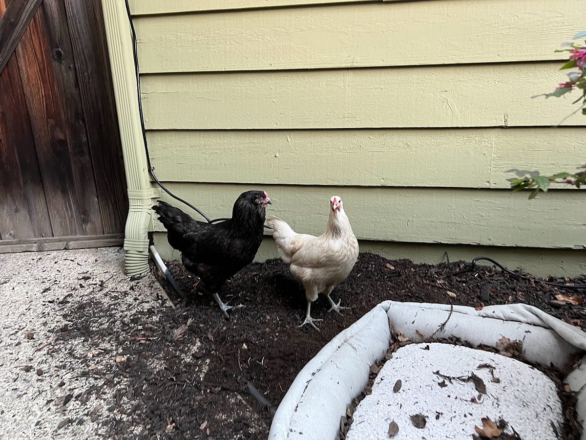 Letting Backyard Chickens FreeRange Unsupervised by Thomas Smith