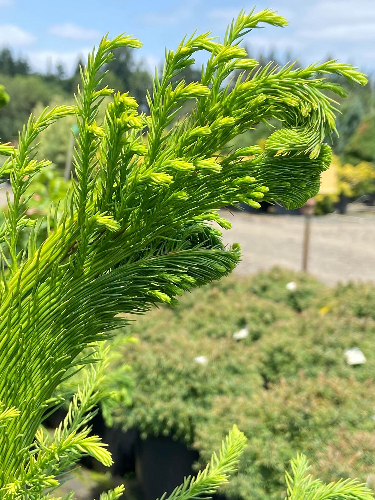 The Benefits of Planting Cryptomeria japonica ‘Cristata’ Japanese Cedar