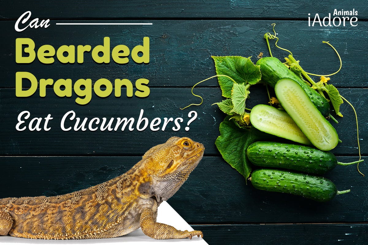 Can Bearded Dragons Eat Cucumbers Anyahansley Medium