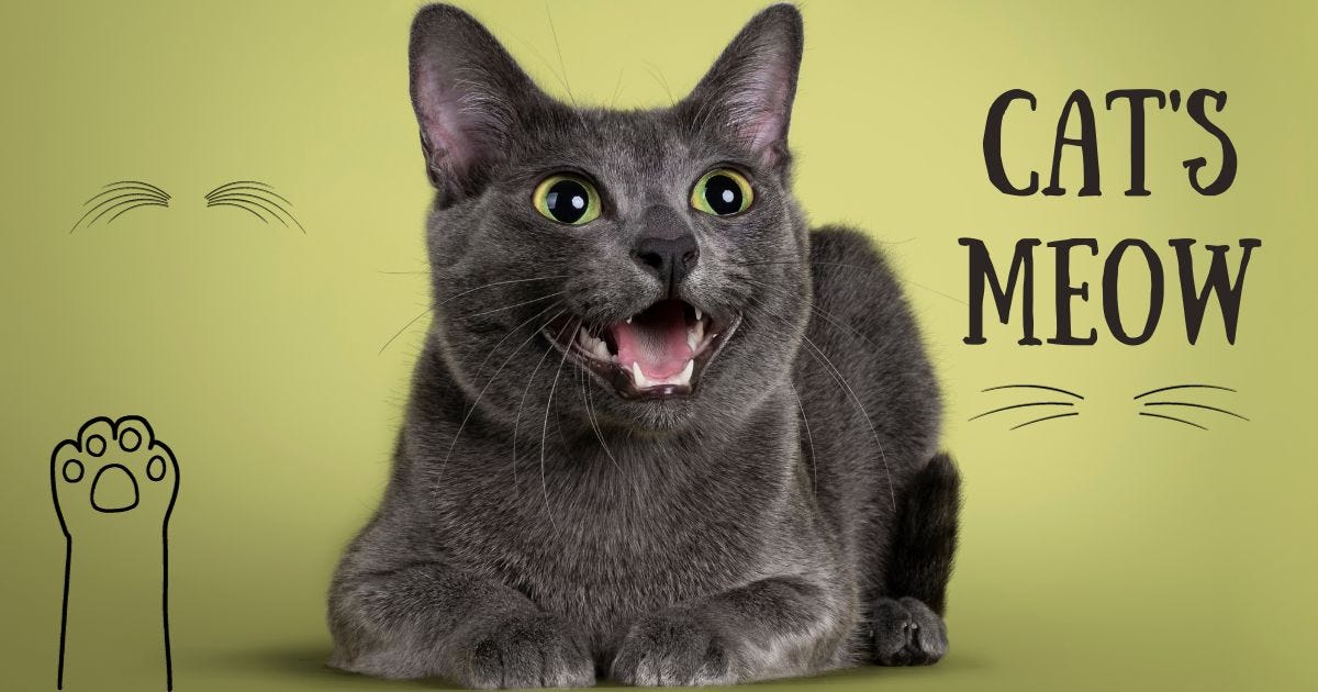 Do Cats Actually Say “Meow” When They Purr? by Pet Health Guru Oct