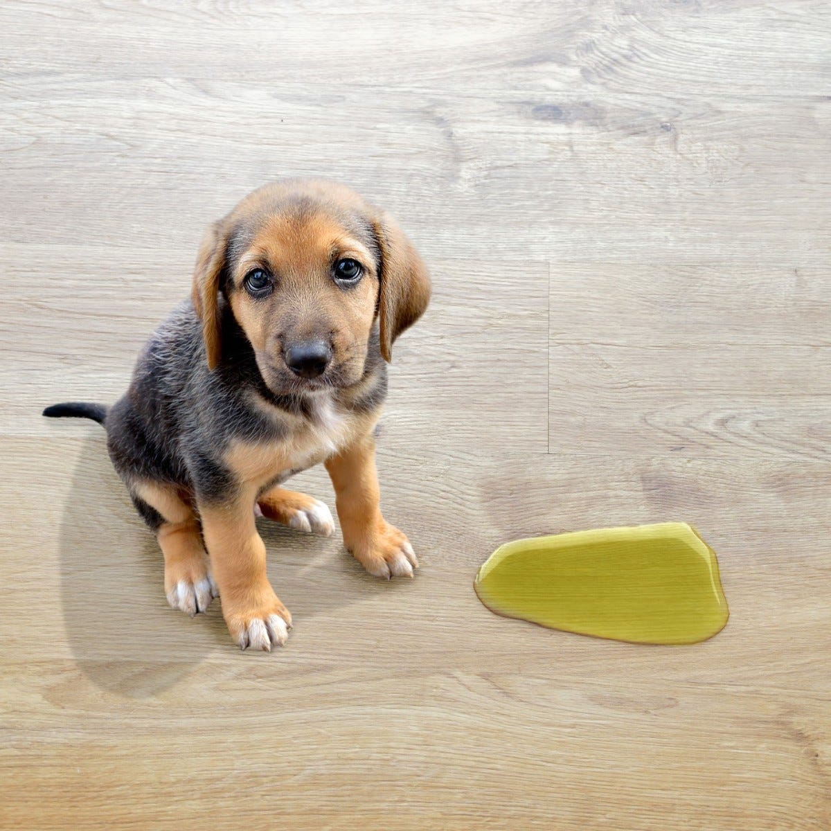 How to Get Rid of Dog Pee Smell on Vinyl Flooring by Proflooringguide