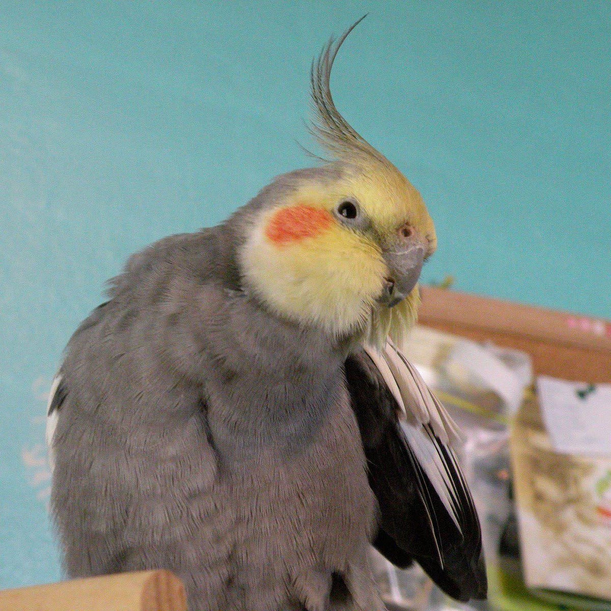 The Real Cost of Owning a Bird. A breakdown of expenses and howto’s