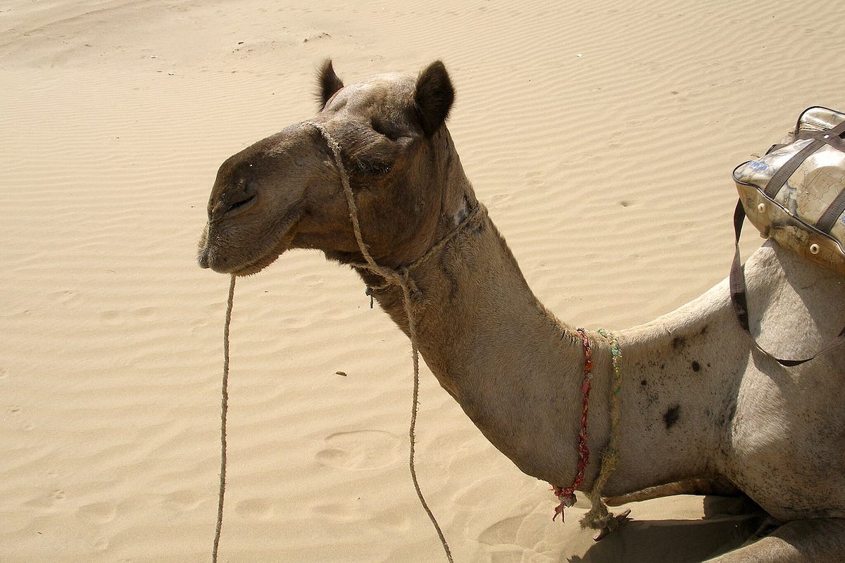 Searching for Diamonds in the Desert— Postcard 11 by Chris Yanda MuddyUm