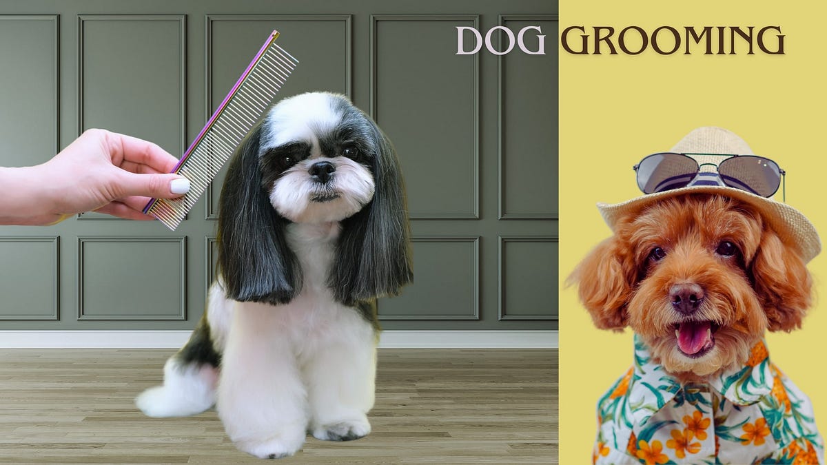 What Is Dog Grooming And Why Is It Necessary Asadazmat Medium