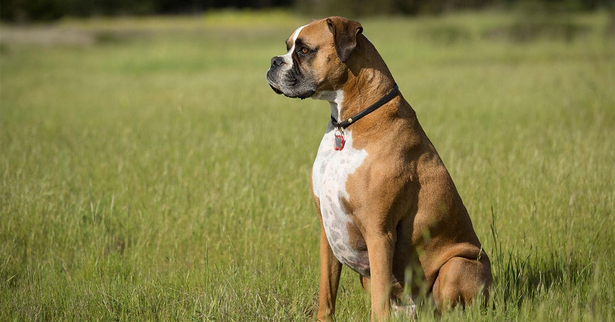 Are Boxer Dogs Risky?. It is best to keep in mind that while… by