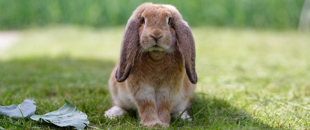 10 Lop Rabbit Breeds That Will Blow Your Mind by Juliah Wangui Medium
