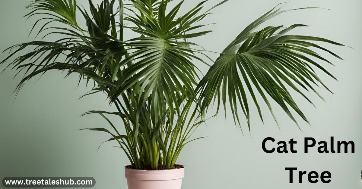 Caring for Cat Palm Plants Tips for Lush Growth Medium