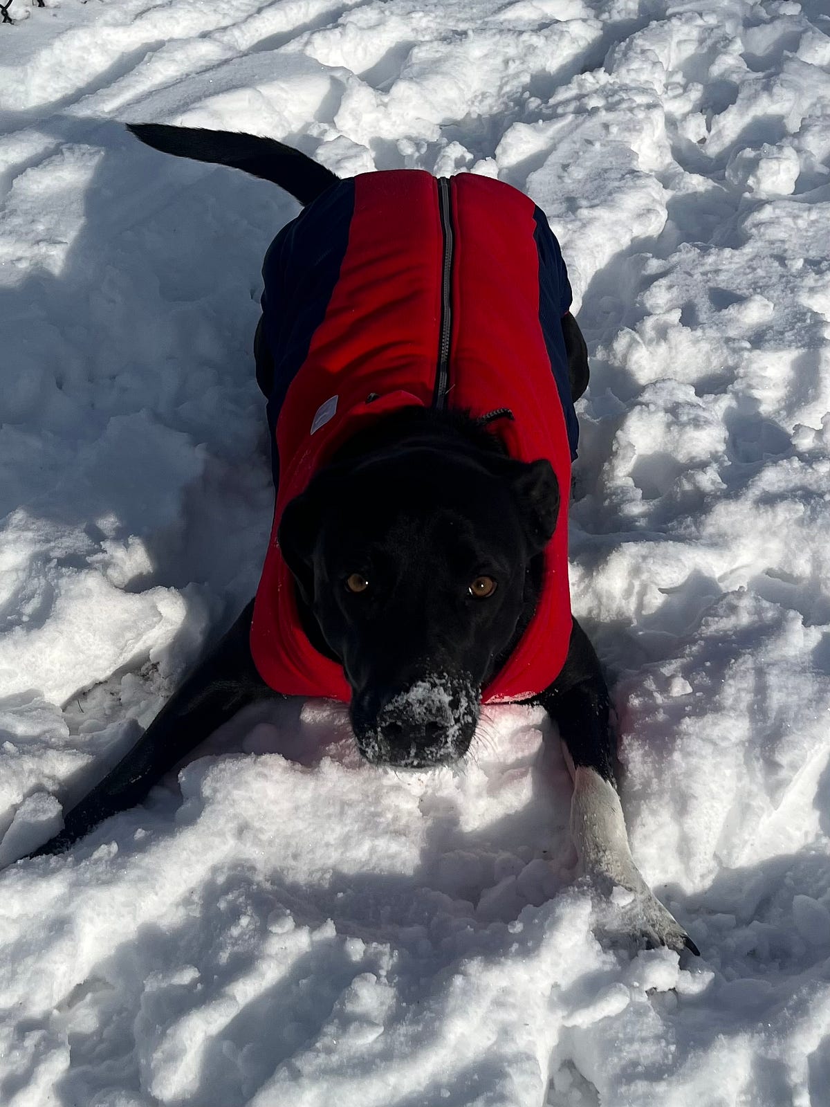 Does My Dog Need a Coat?. It depends on where you live, the… by Get