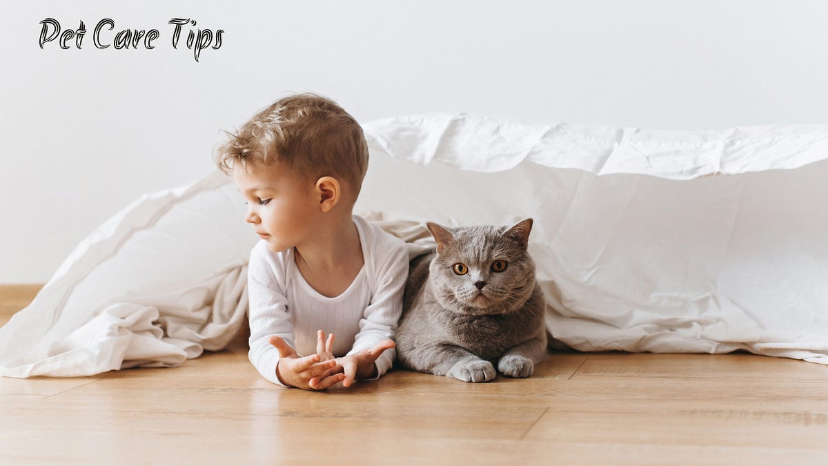 What to Feed a Cat with Allergies Pet Care Tips Medium