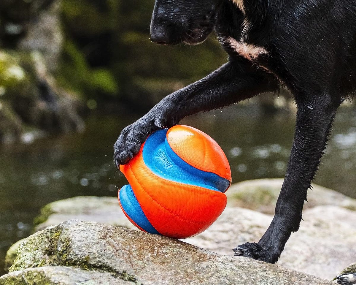 Four reasons why Chuckit! is the best dog toy brand for aggressive chewers. by Nick Kochanov