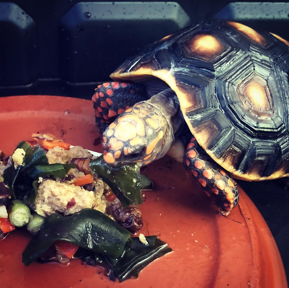 What Do Redfoot Tortoises Eat?. The short answer to the question posed