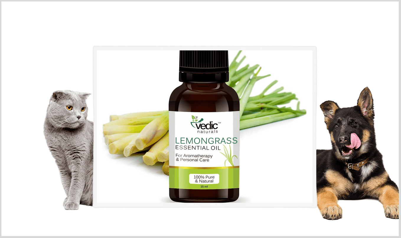 Cat Litter 101 What is Bentonite Clay Litter? Benefits & Risk by