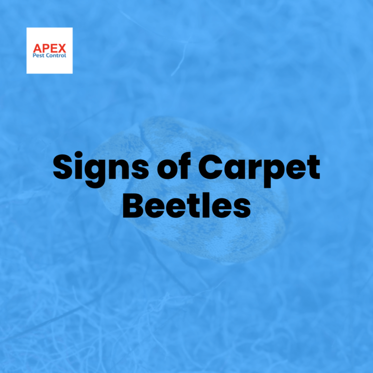 What Causes Carpet Beetles. Why Carpet Beetles Occur by Apex Pest