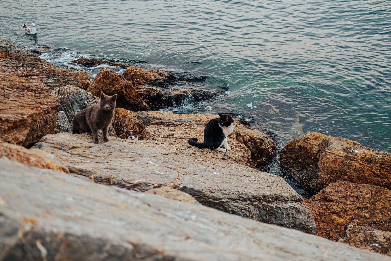 What Does Dreaming of a White Cat Mean in Biblical Terms? by Sean