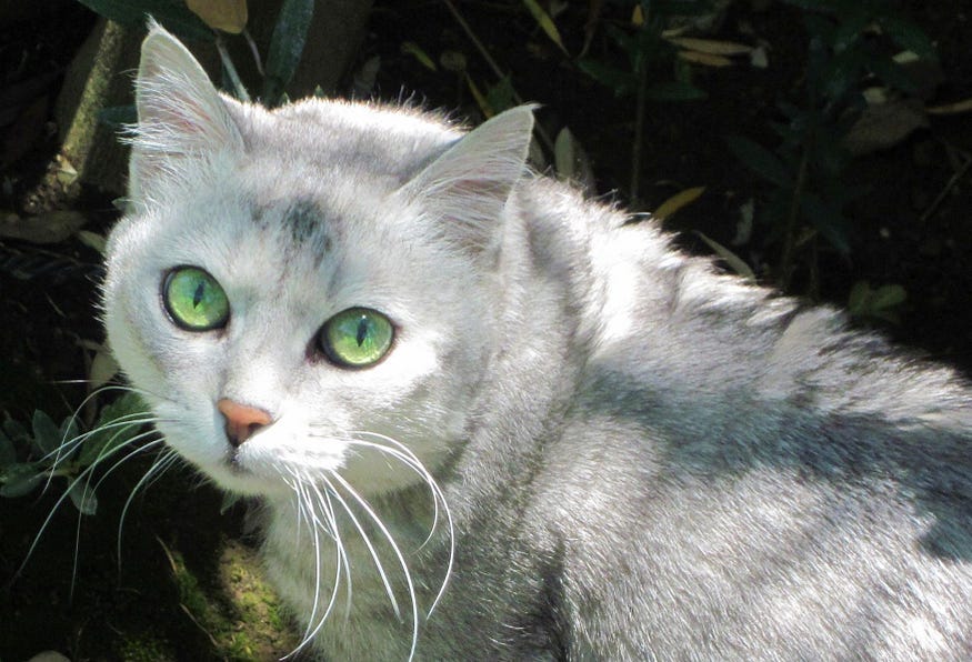 Do Cats Have A Sixth Sense For Our Human Emotions? by Susan Nilson