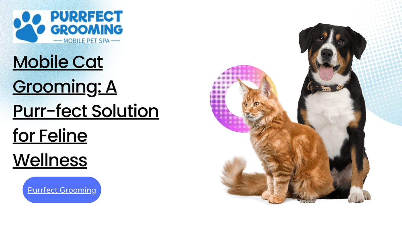 Purrfect Grooming Your Ultimate Guide to Pembroke Pines Mobile Pet
