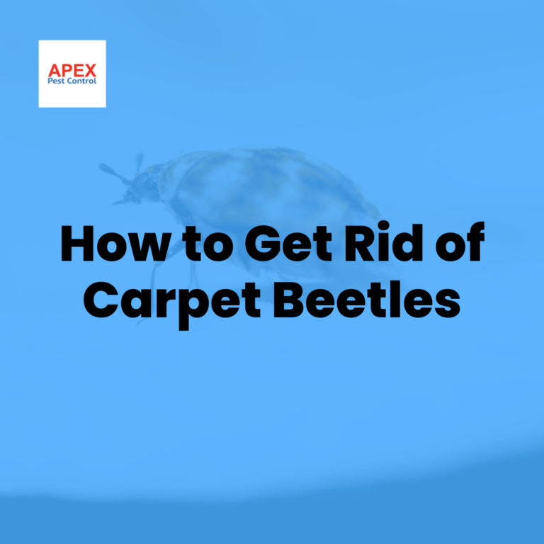 Where Do Carpet Beetles Come From by Apex Pest Control Jun, 2024