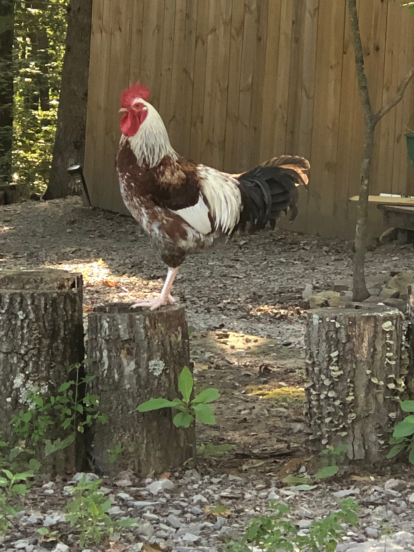 What Is Necrotic Enteritis In Chickens? Backyard Chicken News Medium